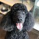 Poodles