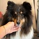 Sheltie