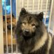 Eurasier