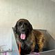 Leonberger 🐻