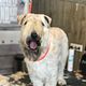 Wheaten Terrier