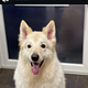 Witte herder