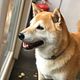 Shiba inu