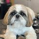 Tidy- up 🐶✂️ va €15,00