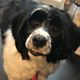 Waterhond