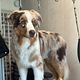 Australian Shepard