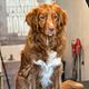 Tolling retriever