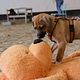 Puppyschool