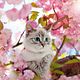 Reiki Pets