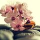 Trattamento Reiki a distanza