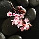 Reiki Coaching