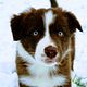 Puppy/adoptiebegeleiding