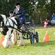Carriage driving experience