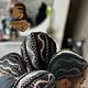 4/5 cornrows