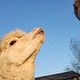 Alpaca