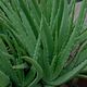 Aloe Vera Treatment Blow-dry