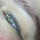 Lash lift 