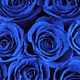Rosas azules