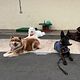 Foundation and Puppy Class