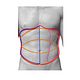 Stomach/Ab and rib cage