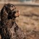 Dog Photography