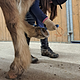 stable kids