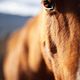 Stable Minds | equine assisted learning | coaching