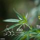 Gotas de Cannabis Terapéutico