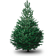 Kerstboom M Natureline (Nordmann)