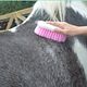 Paard verzorgen