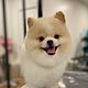 Pupples haircut