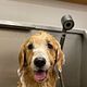 Basic grooming