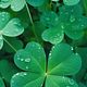 St. Patty’s Massage 30 Minute 