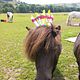 Pony Parties