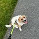 30-Min Dog Walk