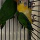 Parrot Beak Trim
