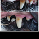 Emmi Pet Teeth cleaning Ultrasonic Teeth Cleaning