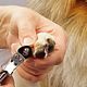 Nails clipping