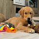 Puppy Visit