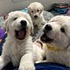 Snowyoak Puppy Pick Up