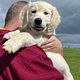 Day care AM or PM Golden puppies