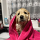 PUPPY INTRODUCTION