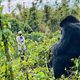 1 day gorilla trekking in Rwanda