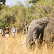 10 days luxury treks and safari in Rwanda