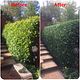 Hedge cutting and shaping