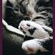 Small Pet Nail Trim