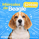 Miércoles de Beagle