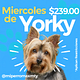MIércoles de Yorki