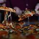 Pizza Tonno
